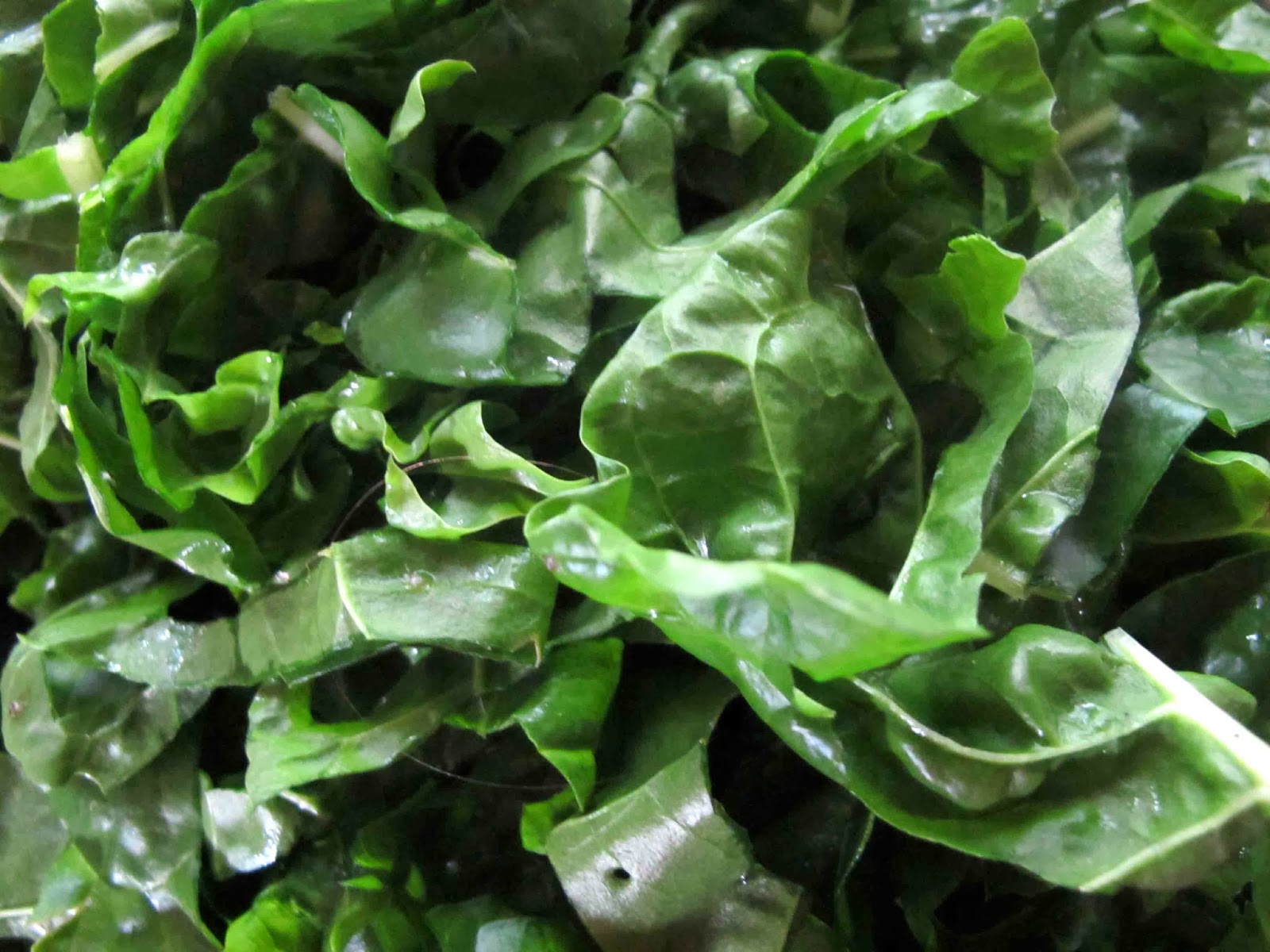 Shoot and Eat Hot Silverbeet Crisps