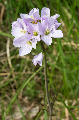 Cuckooflower, Cardamine pratensis. Hayes Churchyard. 4 May 2015. Cuckooflower, Cardamine pratensis. Hayes Churchyard. 4 May 2015.