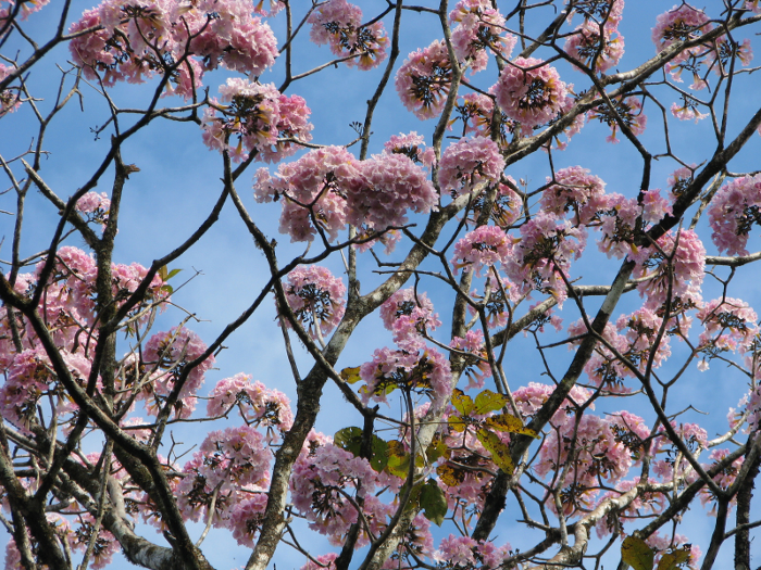 Life in Costa Rica Flowering Tree Time of Year