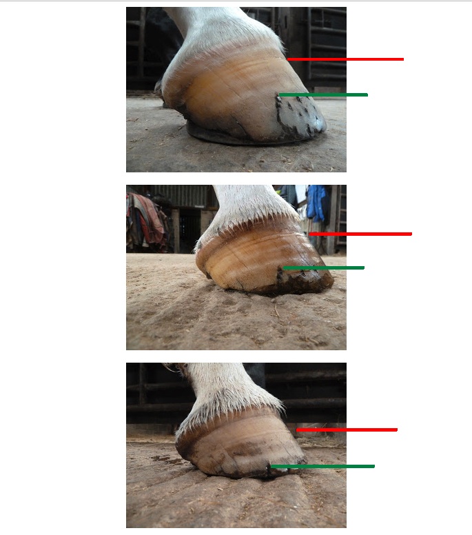 Rockley Farm Eight weeks of hoof growth