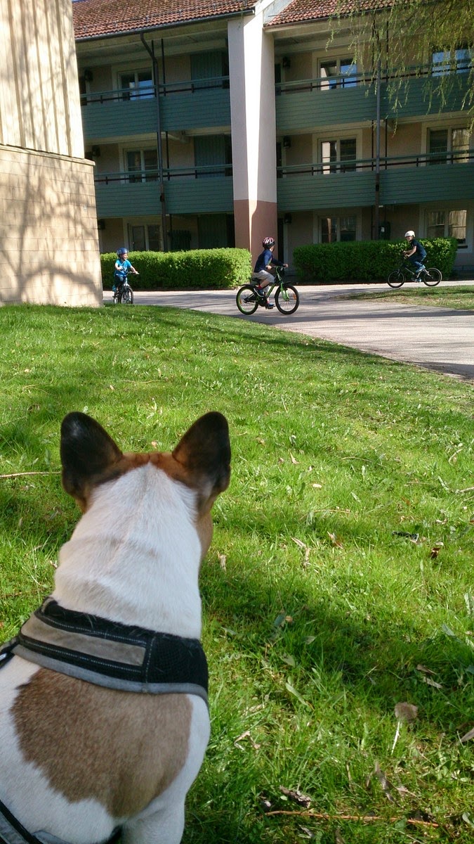 Hund lycka: april 2014