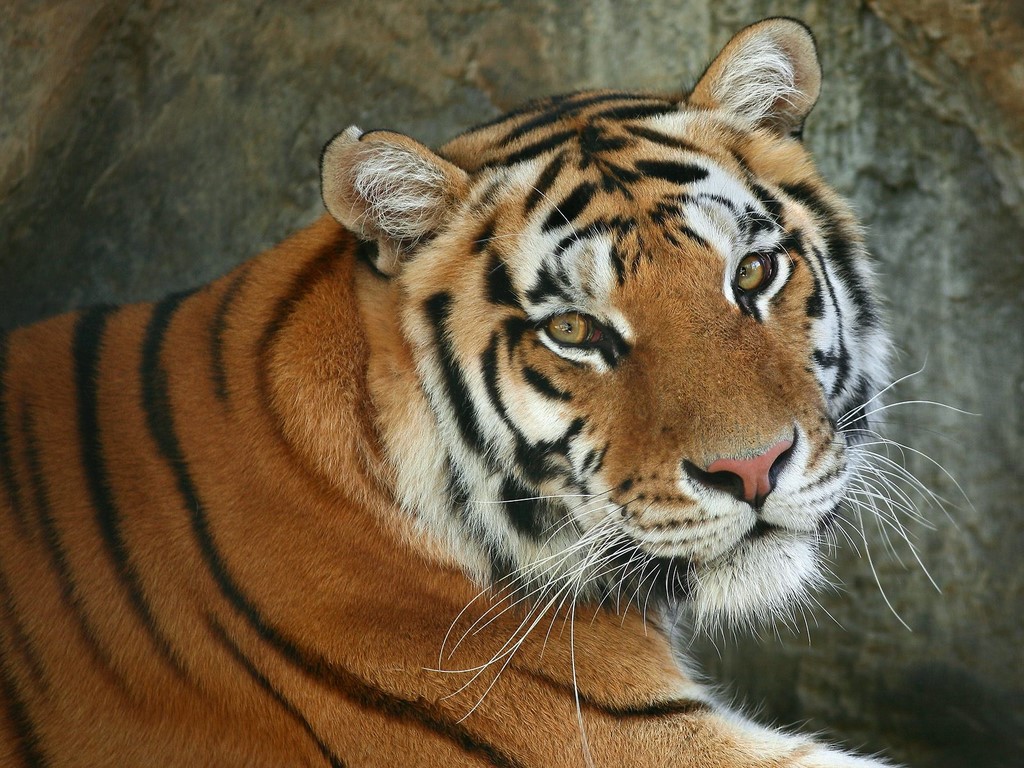 The Wild Life Review: Royal Bengal Tiger The Wild Life Review: Royal Bengal Tiger