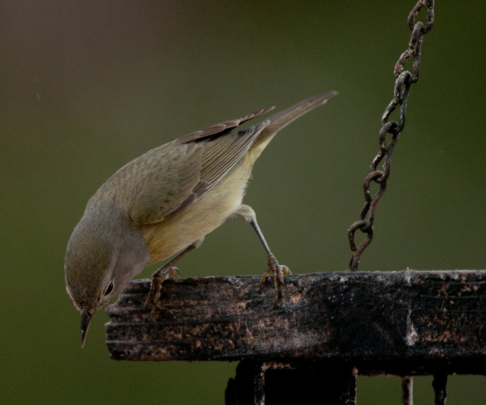 are there hummings birds in texas in the winter are there hummings birds in texas in the winter