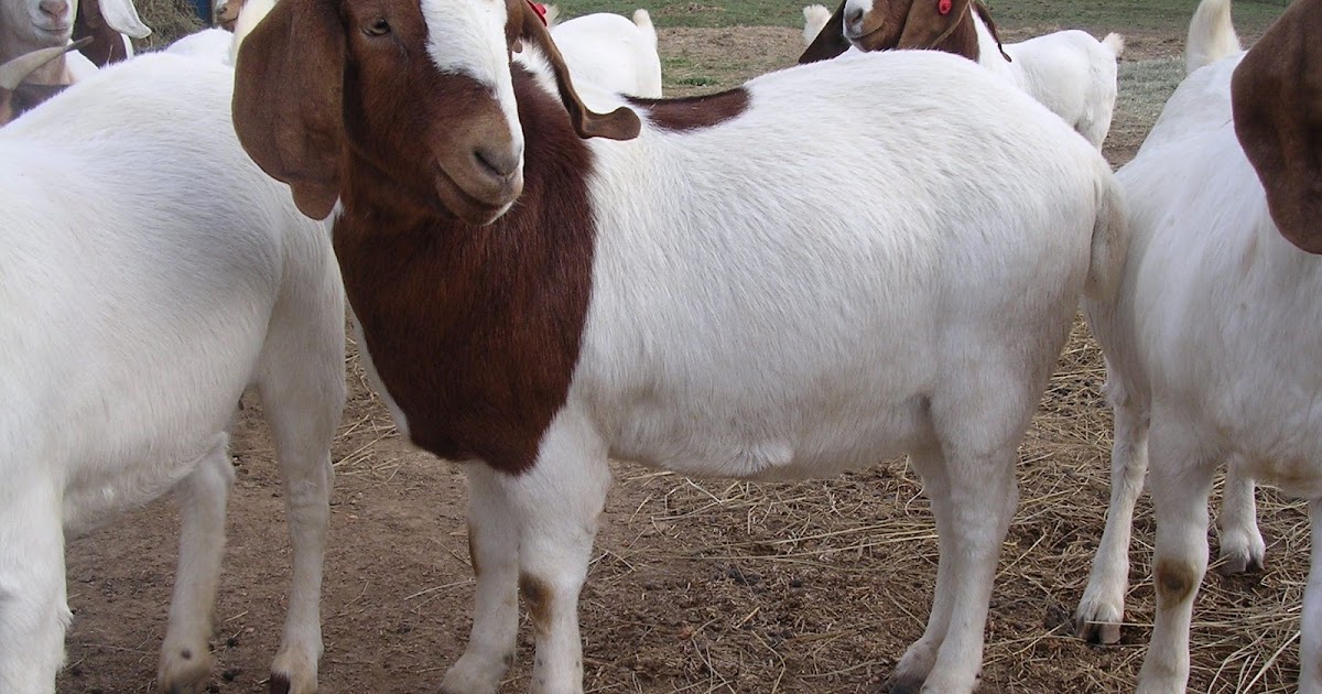 Daftar Harga Kambing Aqiqah 2013 Daftar Harga Kambing Aqiqah 2013