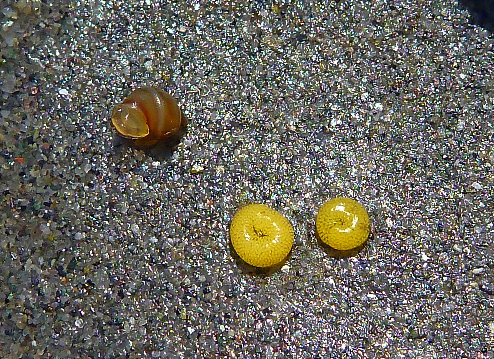 flat worm eggs flat worm eggs