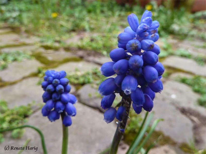 Willkommen In Renates Eckchen Muttertag Ein Tag Wie Jeder