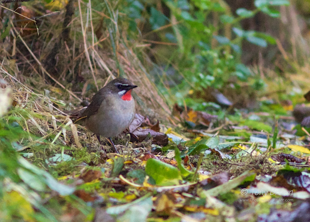 Siberian Rubythroat