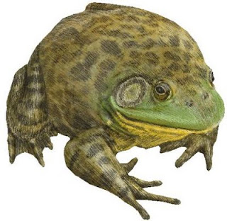 american bullfrog care