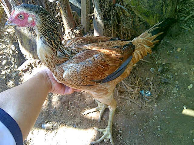 Ayam Mangon Betina