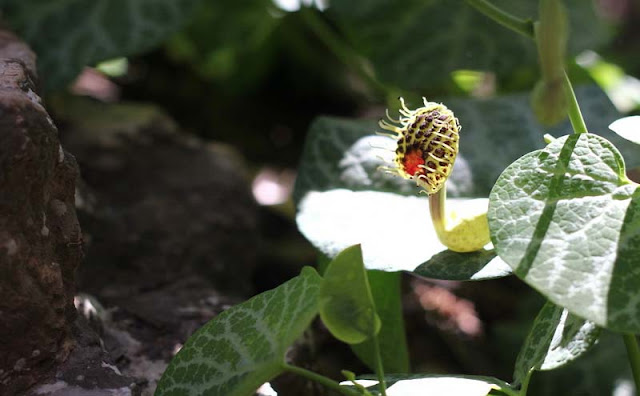 Aristolochia Fimbriata Flowers Pictures