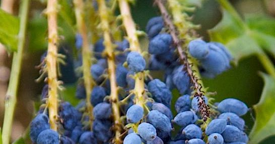 Lirik Lagu Rohani Ku Tetap Pada Salib Kristus - Doddie Latuharhary