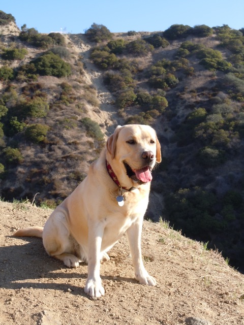3 year old Yellow Labrador Cooper