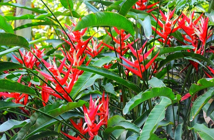 plantas jardim nordeste:Quem não conhece o Caminho das Heliconias não conhece este planeta plantas jardim nordeste:Quem não conhece o Caminho das Heliconias não conhece este planeta
