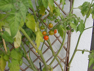 potager-carre1-progression-finaout-tomate2