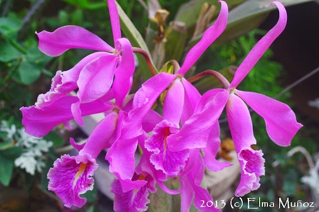 Cattleya maxima. 2013 (c) Elma Muñoz