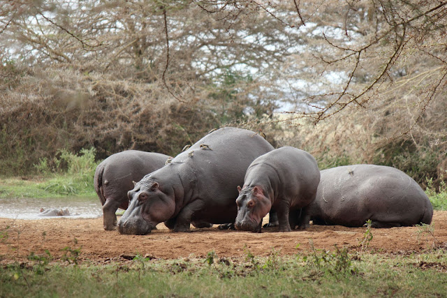 1 de agosto de 2012. Lago Manyara y entrada al Serengeti. - 15 días de Safari y playa (3)