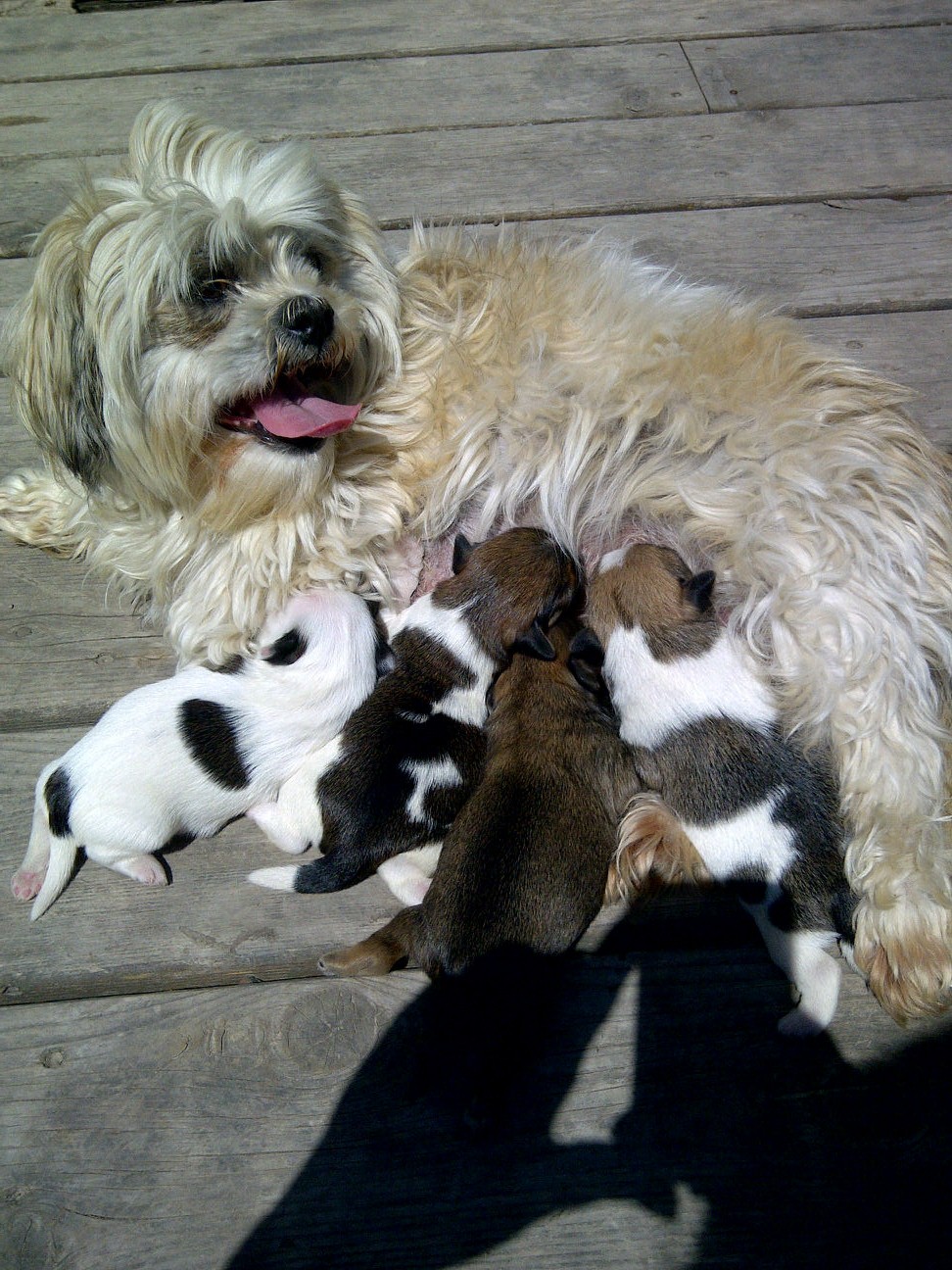 My Life in North Dakota Pin Tzu (Miniature Pinscher Shih Tzu Cross)