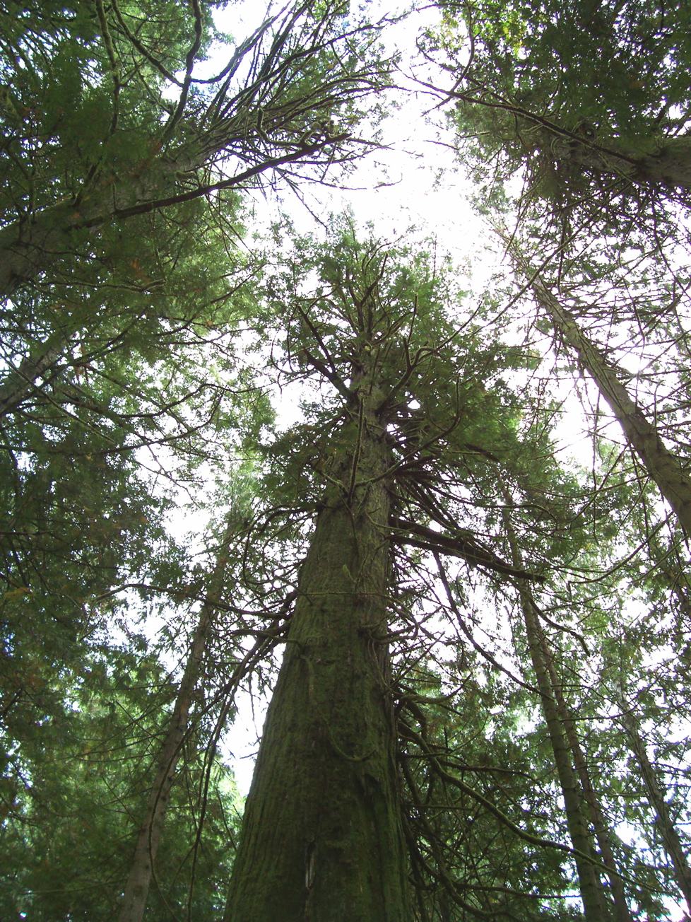 Vancouver Island Big Trees Hollowed Cedars Often Still Living