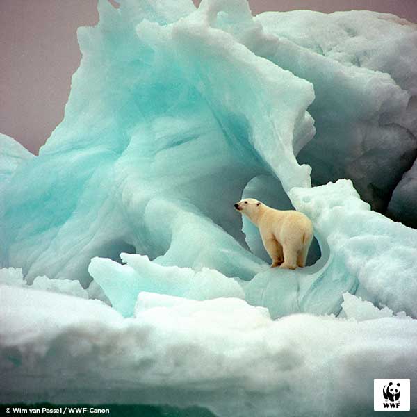 The Arctic - WWF Arctic