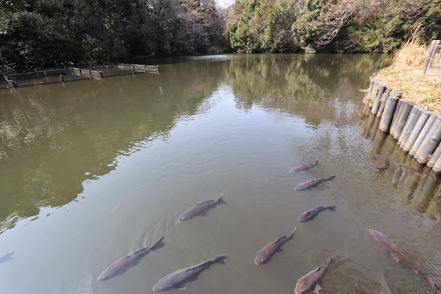 Feeling calm and peaceful while watching at these fish swimming in the pond at the fishing spot (otsuri-doi) at the garden of Meiji Shrine in Tokyo, Japan Feeling calm and peaceful while watching at these fish swimming in the pond at the fishing spot (otsuri-doi) at the garden of Meiji Shrine in Tokyo, Japan