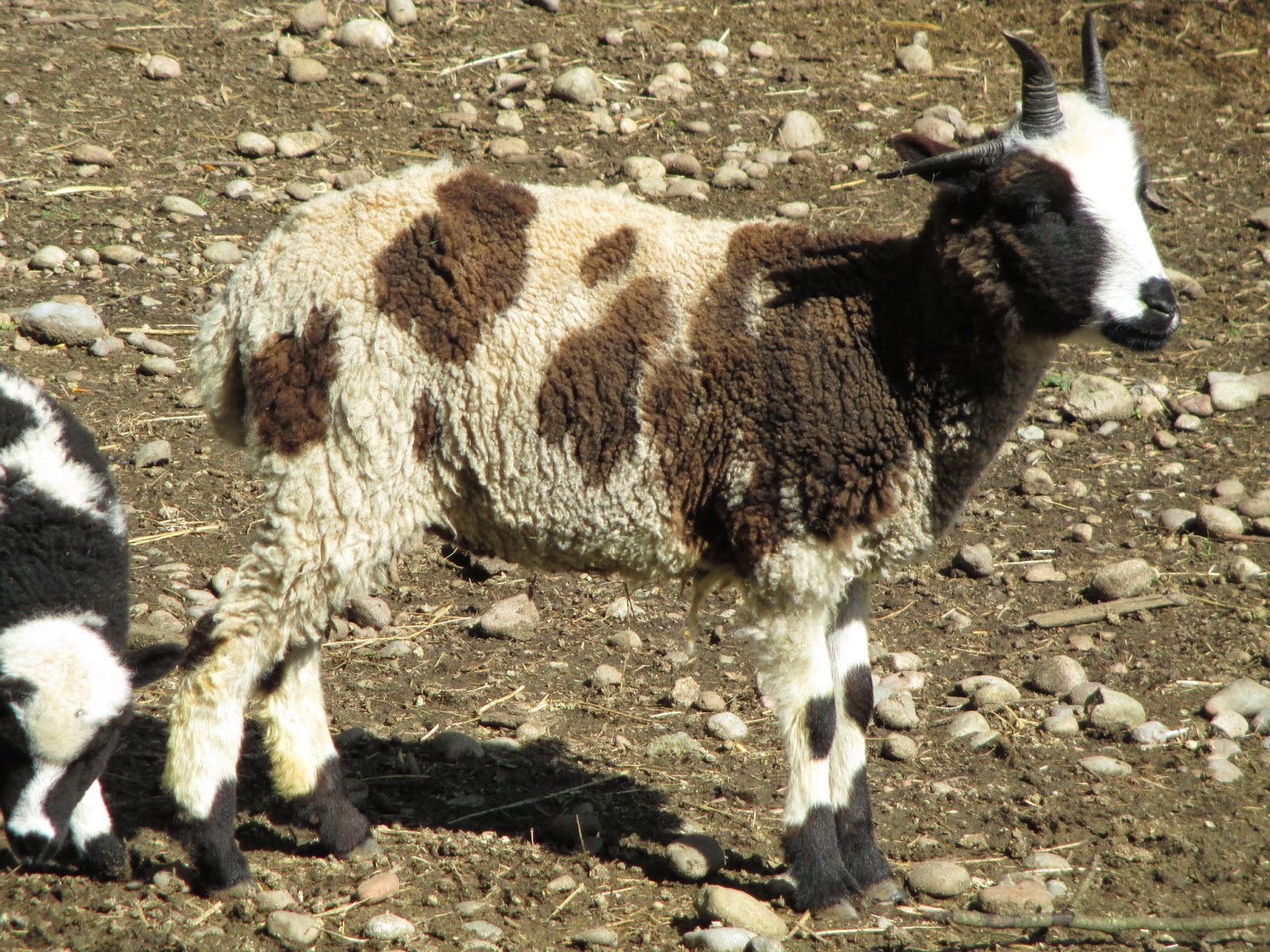 Red Dog, Spotted Sheep Cedar Pond Jacob Sheep for Sale