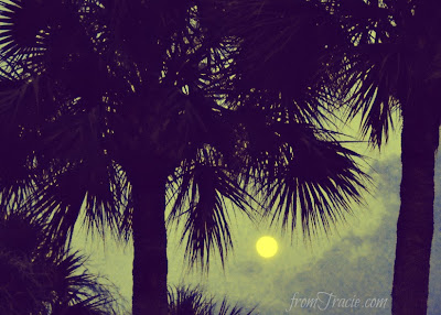 moon and palm trees
