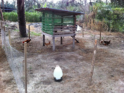 Ayam Kampung Asli