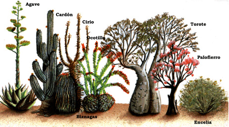 Nombres+De+Plantas+Del+Desierto ... muchas especies de plantascapaces de sobrevivir en el desierto