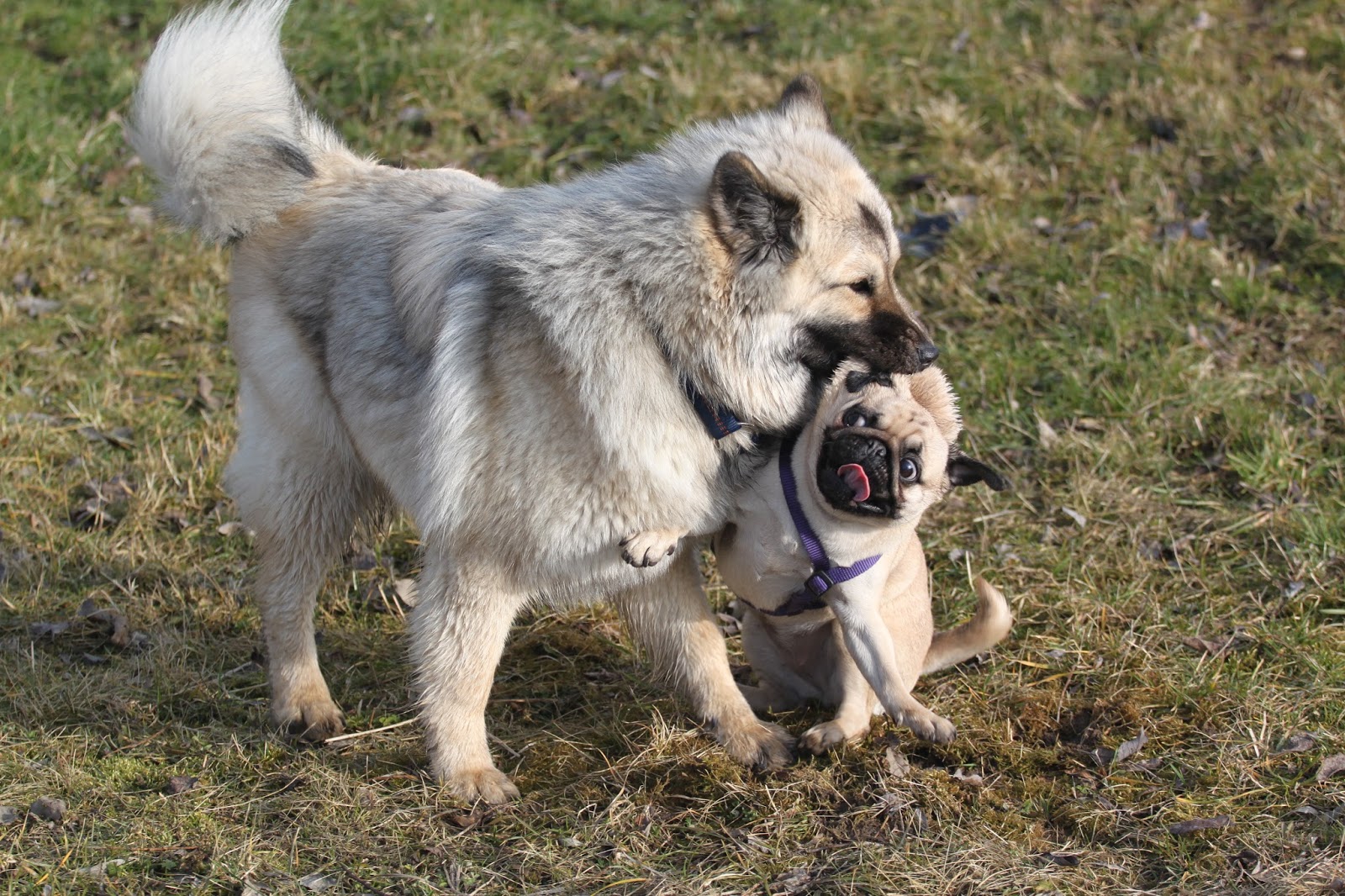 Serendipity is Life Das Los der kleinen KläfferHunde