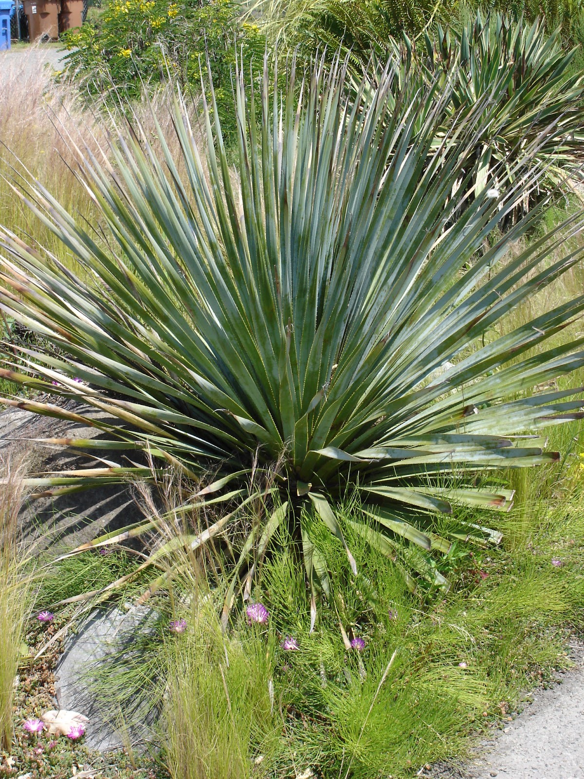 The Outlaw Gardener Jungle Fever Exotics There's no place like home.