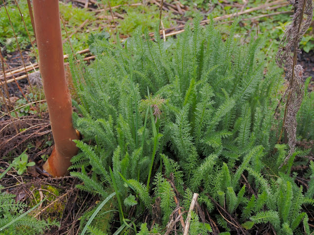 Nadezda S Northern Garden Potentilla Or Kuril Tea