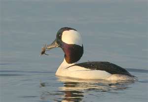 Bufflehead male