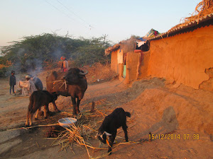 Tribal houses and buffalo dairy occupation.