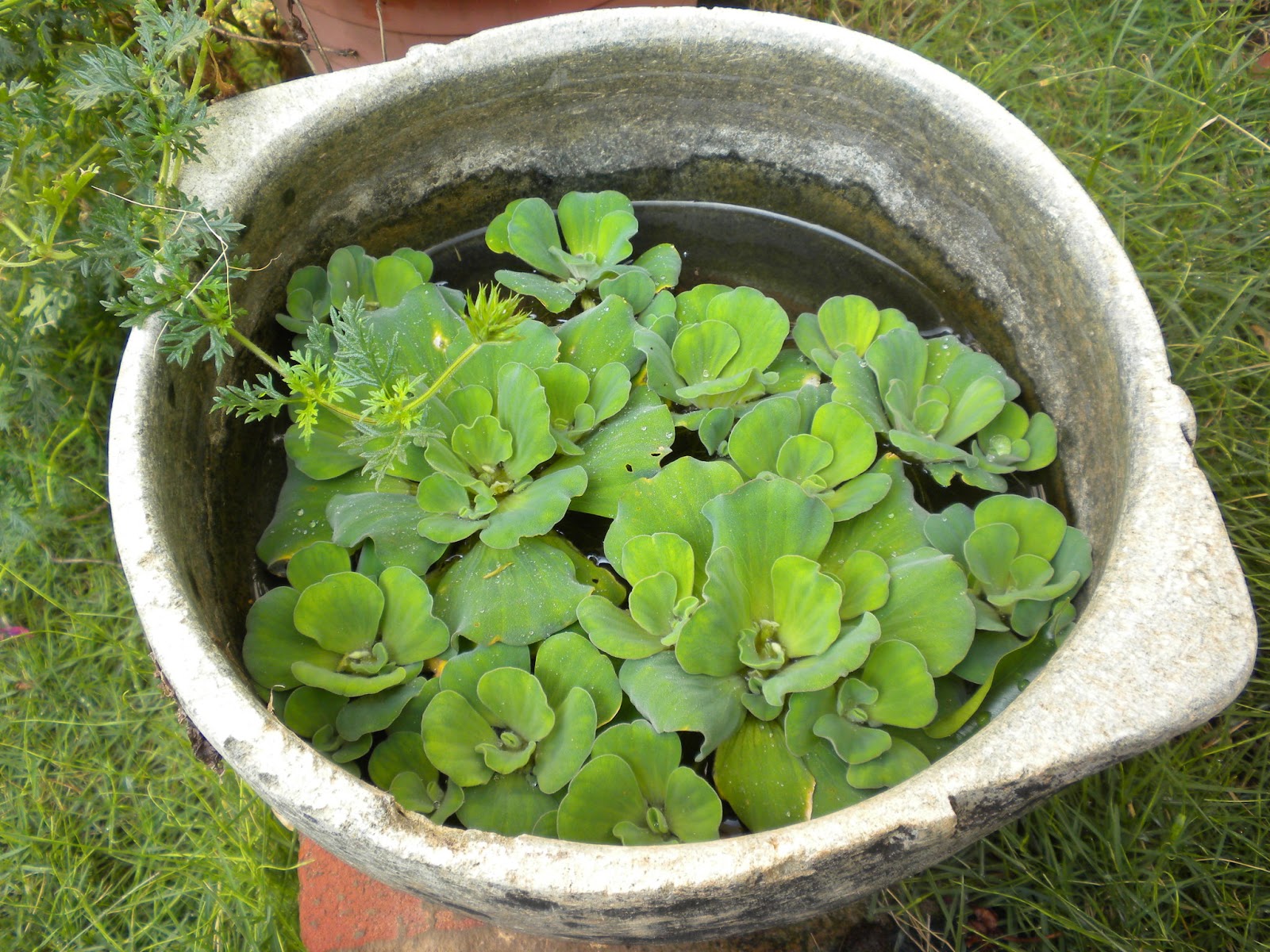 water-lettuce.jpg
