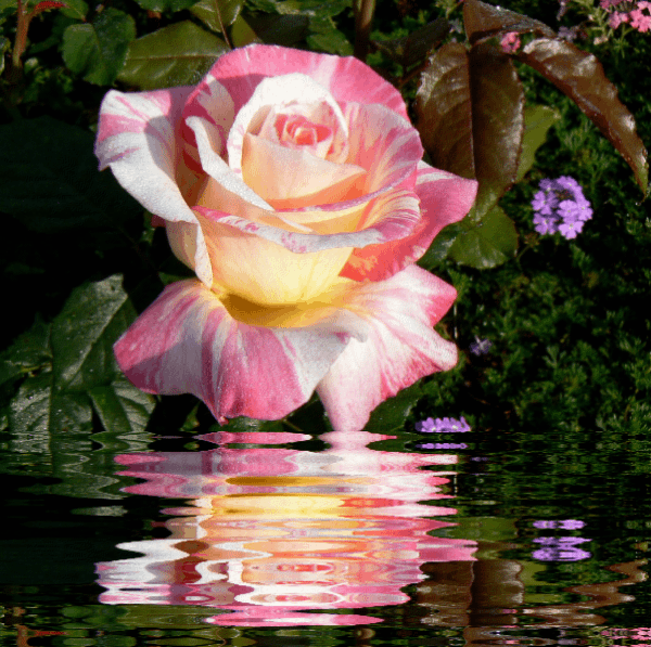 EVIDÊNCIAS... Rosas No fundo da água, efeitos gifs refléxo