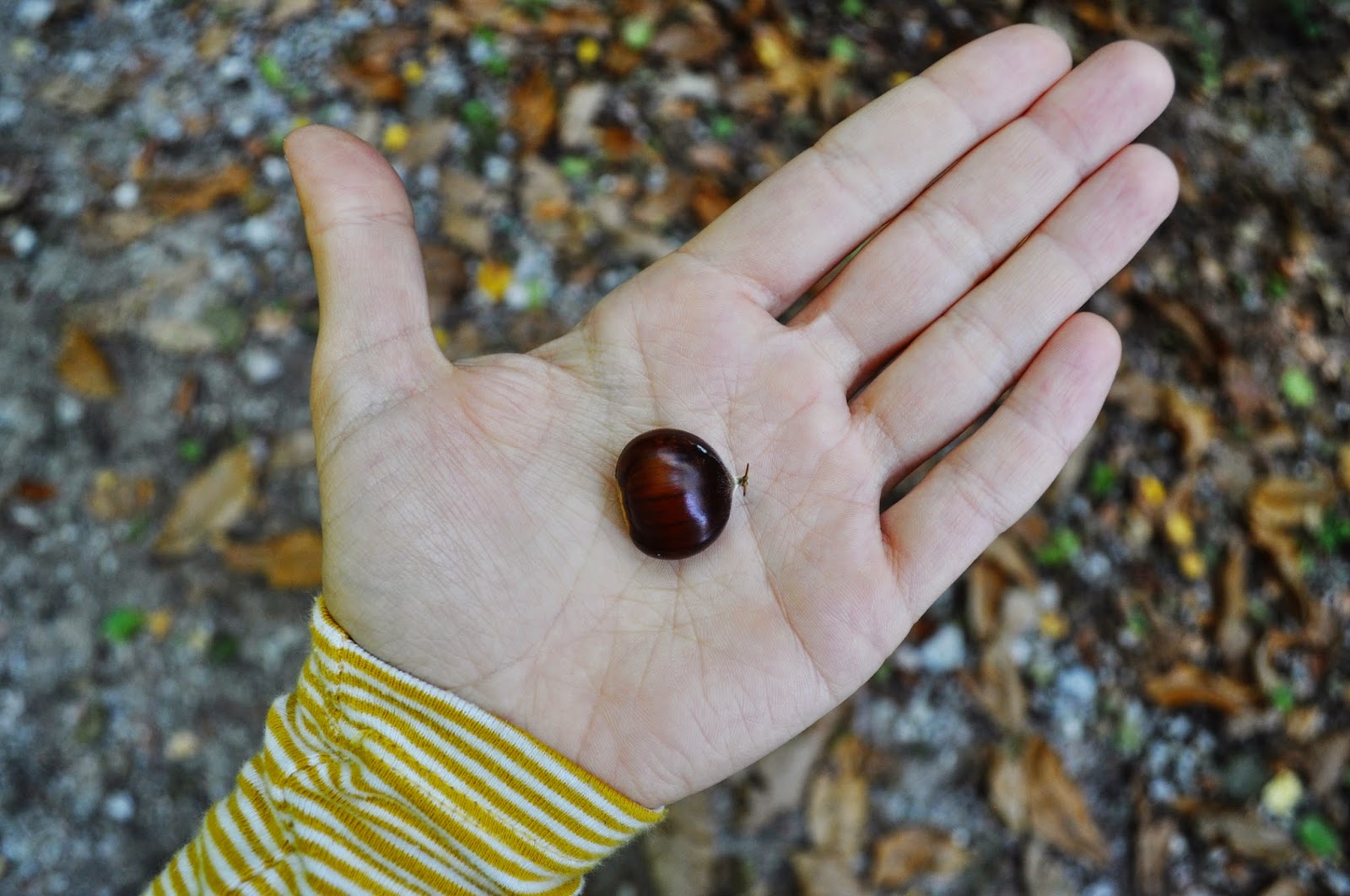 Auf Weintrauben High Resolution Stock Photography And Images Alamy