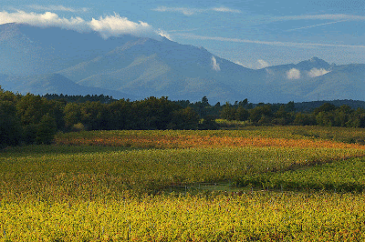 Languedoc vineyard shot