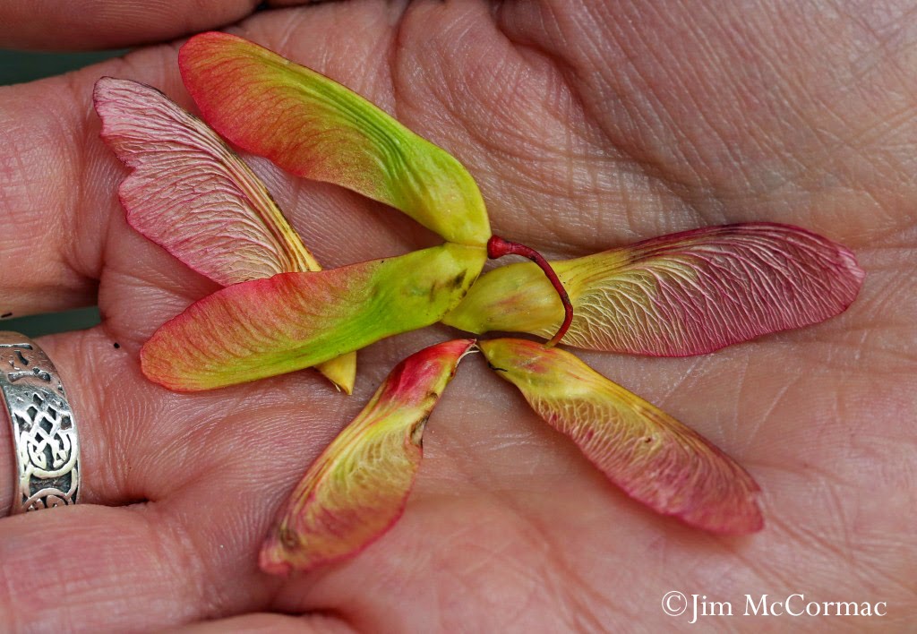 Rosy Maple Moth on Red Oak Seeds