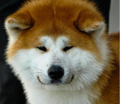 Jual Jenis Anjing Ras Jenis Anjing Ras Akita