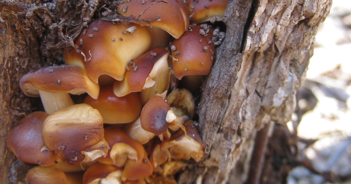 Distracted Naturalist Winter Mushrooms