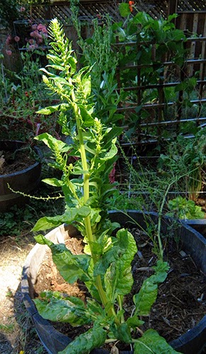 Bolting Chard in Container Garden