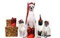 http://www.bancodeimagenesgratis.com/2012/12/perros-y-gatos-santa-claus-mascotas.html