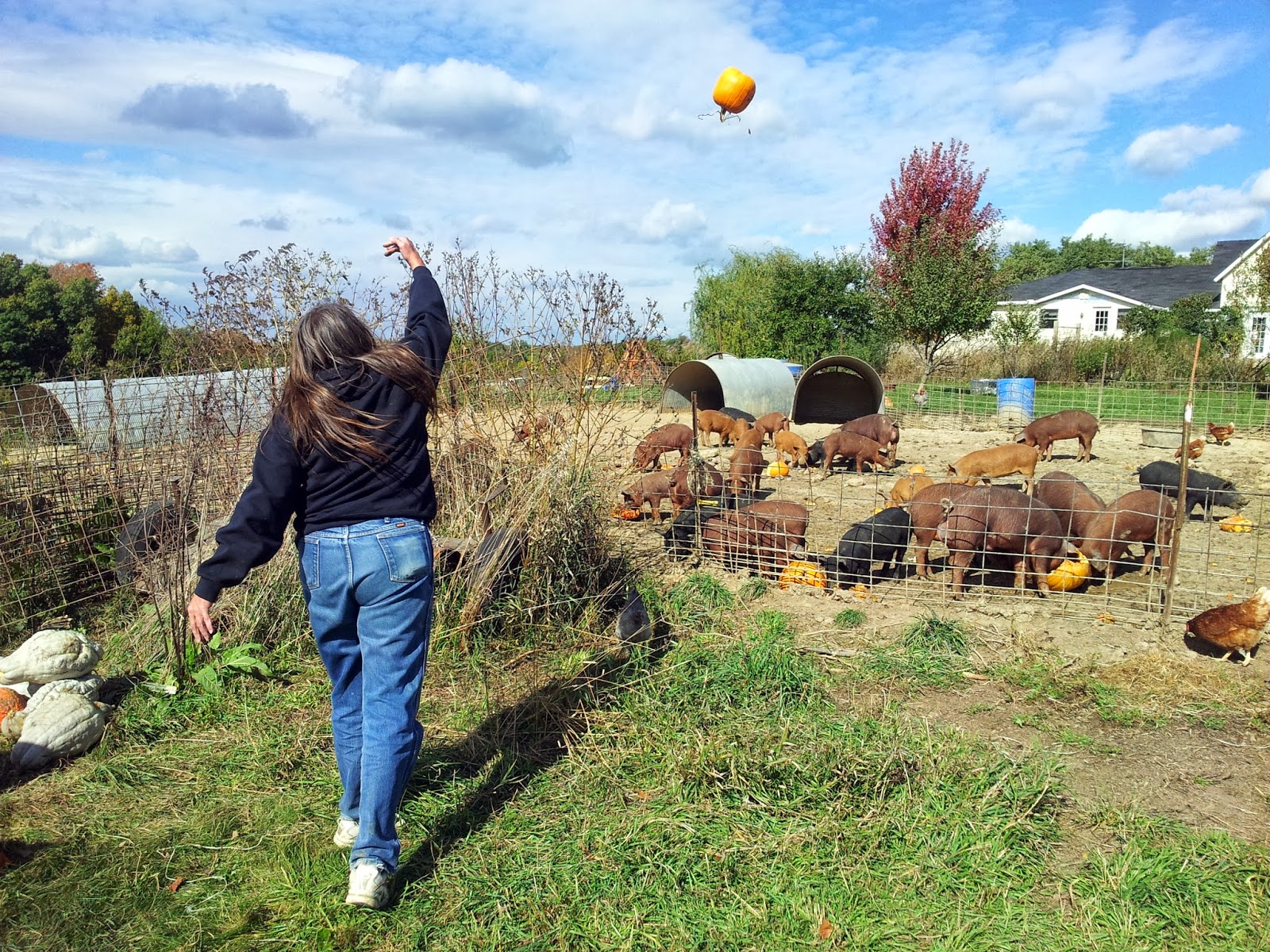 Wood Farms Pumpkin Patch