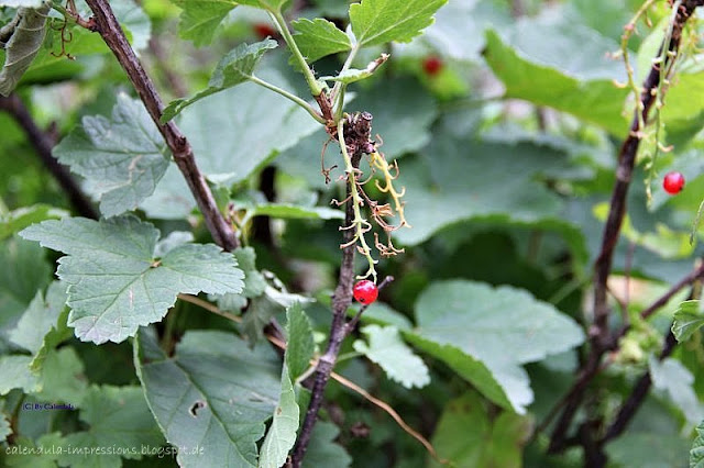 Johannisbeeren Strauch Vögel abgefressen