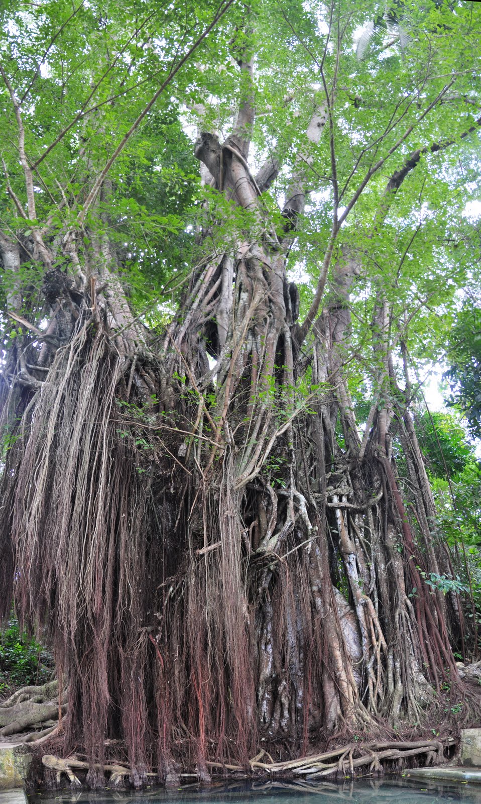 banyan tree philippines