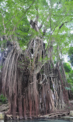 Banyan Tree