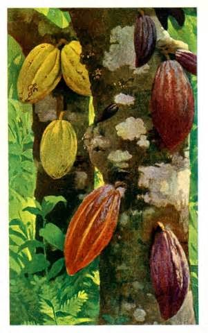 cacao cacao