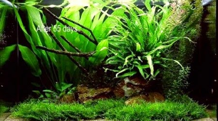 akvaryum shop dizayn 63