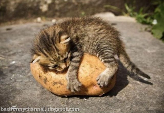  Kittie and potato
