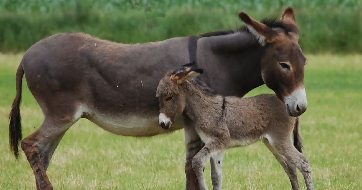 Donkey Endangered Animals Facts, Wildlife Pictures And